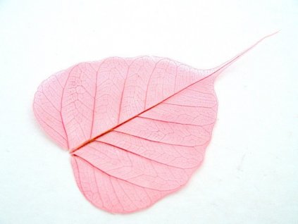 list skelet růžový