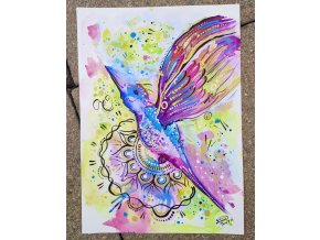 Kolibřík akvarel