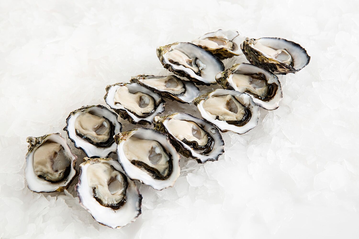 oyster5