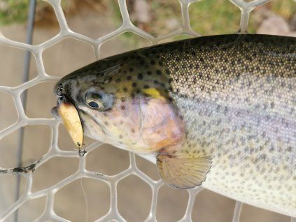Trout area - pro začátečníky