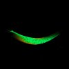 probaits tumbling banana 10434 glow 103001 WRS UV