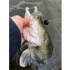 BangerRibs Electric Shad RHX Black