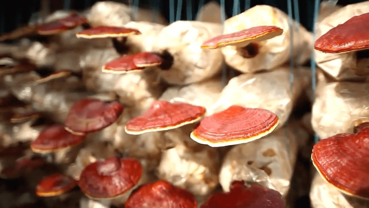 ganoderma-mushroom-ganoderma-lucidum