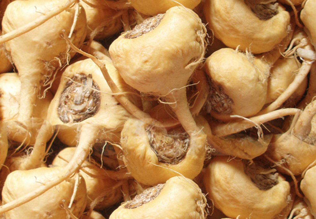 maca-root
