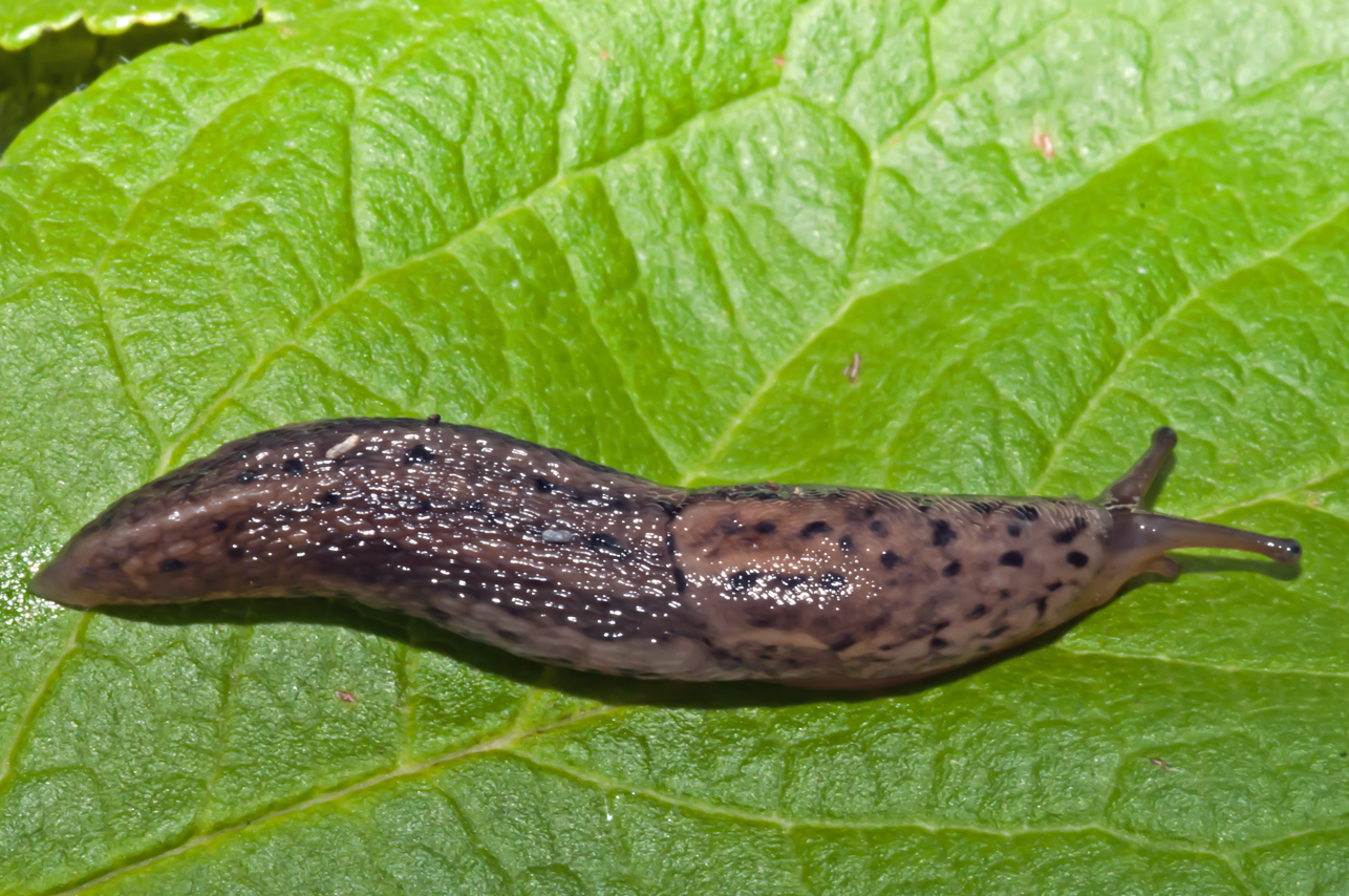 Aktuální informace o výskytu škodlivých organismů