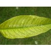 rostliny chloroza