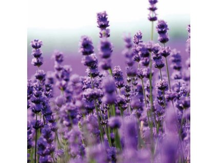 sprchovy gel lavender