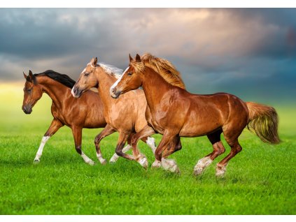 29690 puzzle castor 500 dilku kone v jarnim spechu