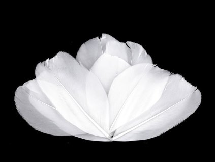 Husí peří délka 5,5-7 cm (Balení 1 sáček, Varianta 1 bílá)