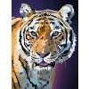 Malování podle čísel na plátno 30x40cm-Tygr v noci