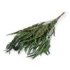 Stabilizovaný eukalyptus svazek (Balení 1 svaz., Varianta 1 zelená khaki)