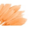 Kachní peří délka 9-14 cm