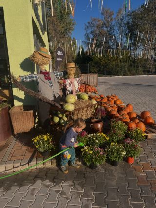 🍂🎃 Už máte doma tu pravou podzimní atmosféru? 🎃🍂 🌼 Dýně, chryzantémy, vřesy, pletené dýně a další u nás v zelárně čekají...