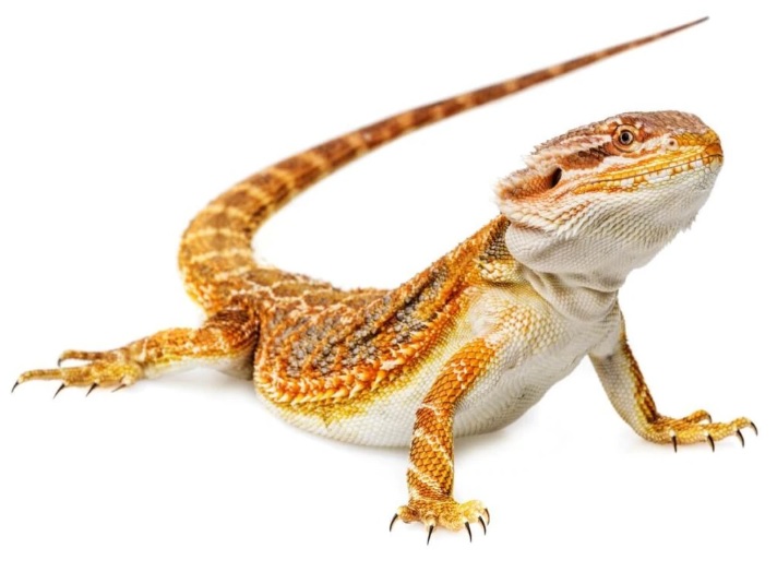 Pořizujeme si kamaráda: Agama vousatá