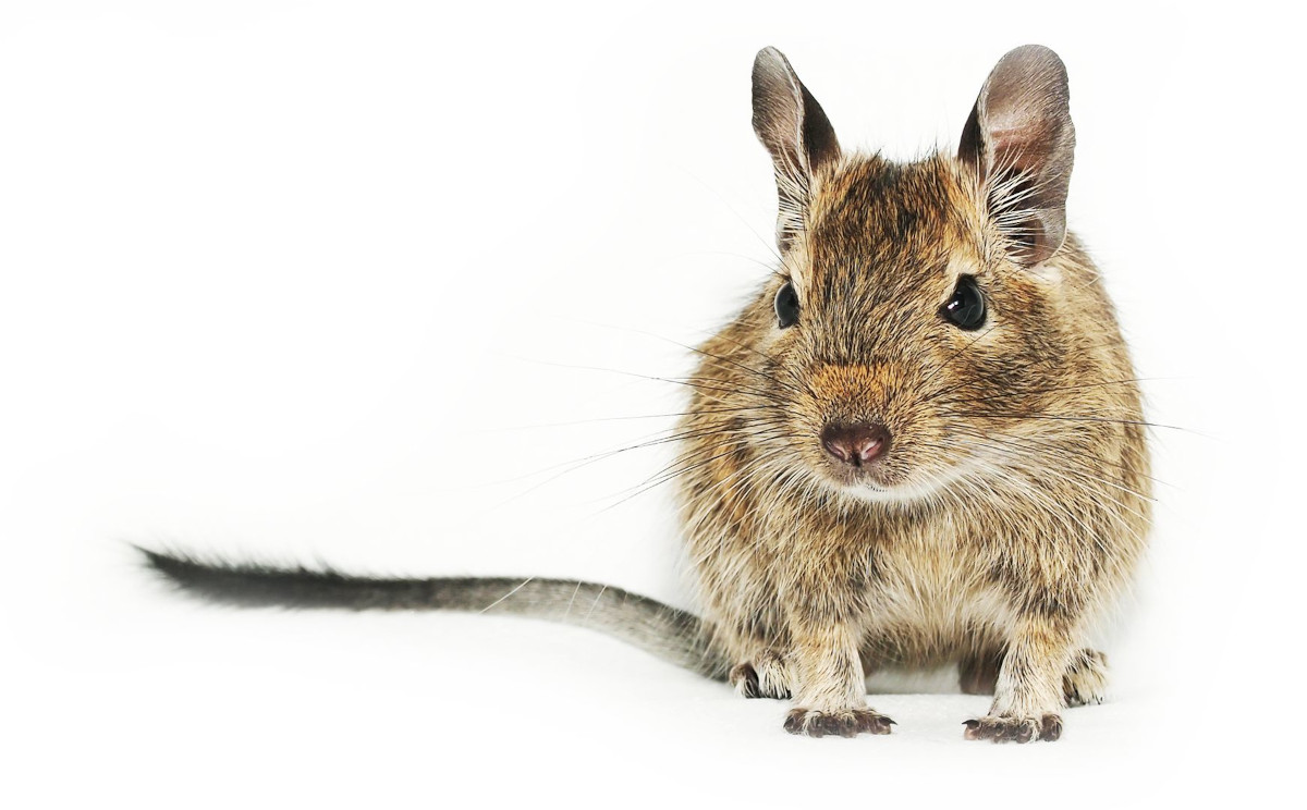 Vše, co potřebujete vědět o chovu osmáků degu