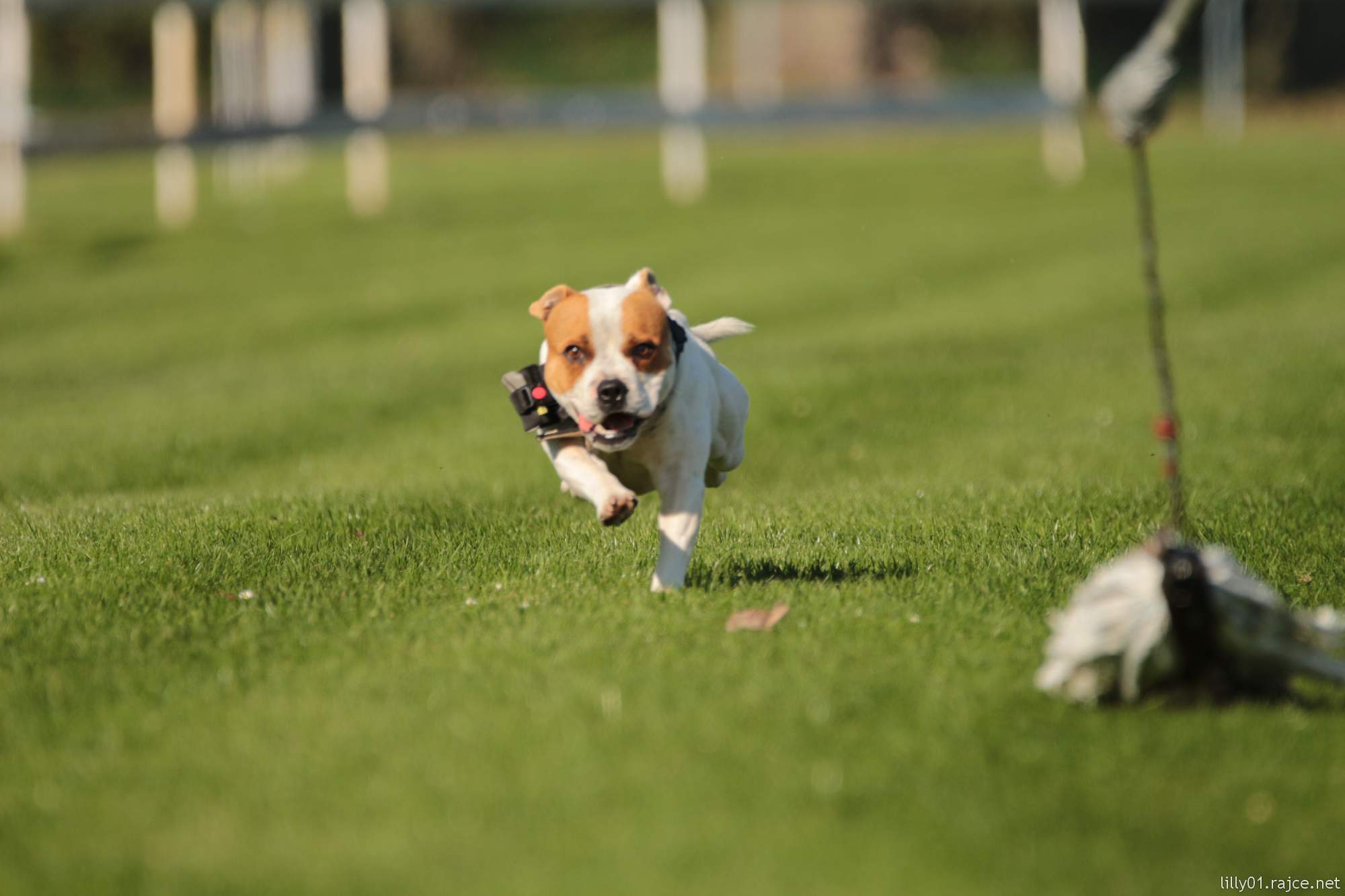 coursing