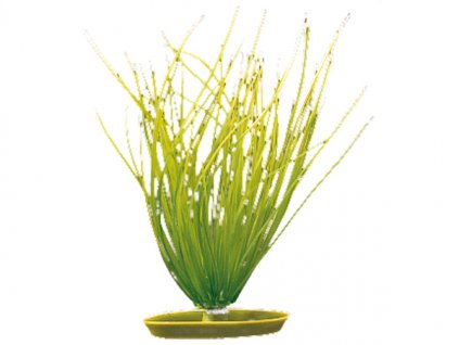 Hagen rostlina Hairgrass 20 cm
