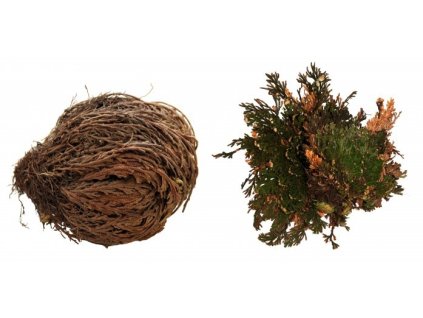 Rostlina Rose of Jericho