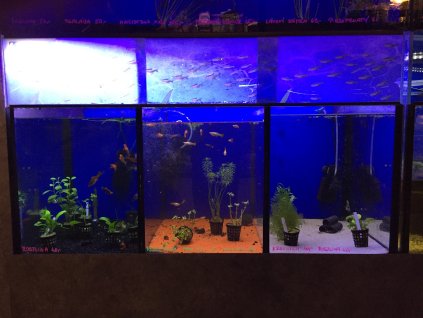 7705 bazar akvarium 230 l 3 sekce