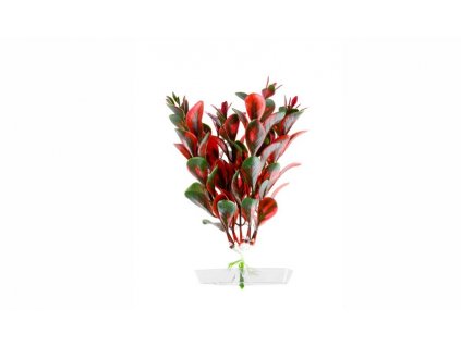 9604 1 red ludwigia mini 13 16 cm