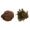 Rostlina Rose of Jericho