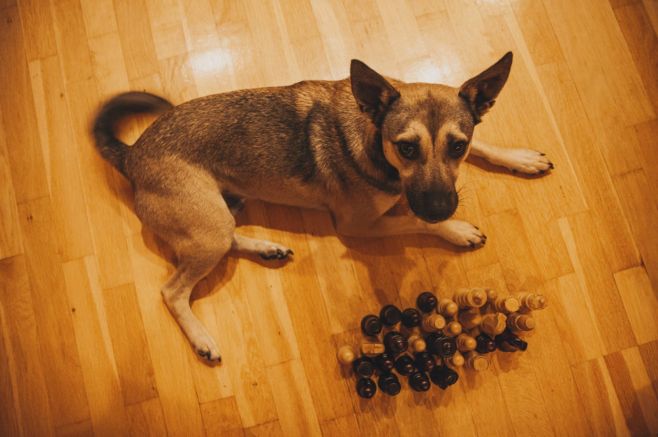 🧐🐶 Vierbeiniger Schachpartner ♟😅 oder "wage es nicht, sie mir wegzunehmen – alle Figuren sind hier nur für mich" 🤔😂♟👌...