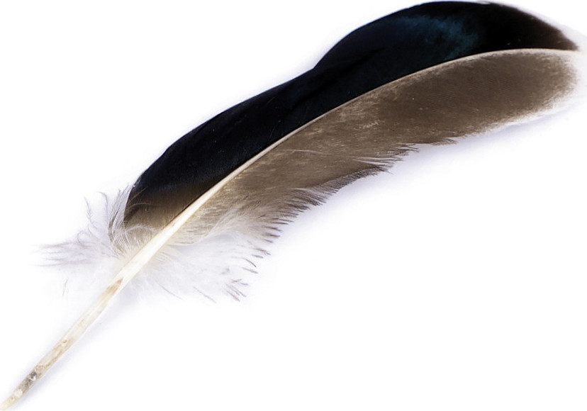 Kachní peří délka 10-14 cm Varianta: hnědá, Balení: 1 sáček