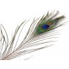 Pávie perie dĺžka 70-110 cm