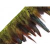 Prámik - kohútie perie šírka 15 - 19 cm