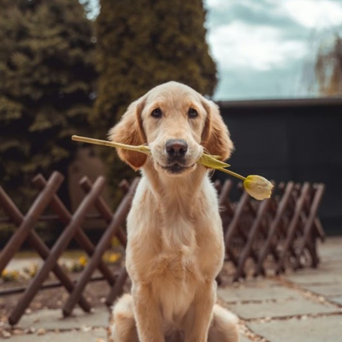 Dosierung von Energy DIGEST SNACK nach Hundegewicht und analytische Bestandteile