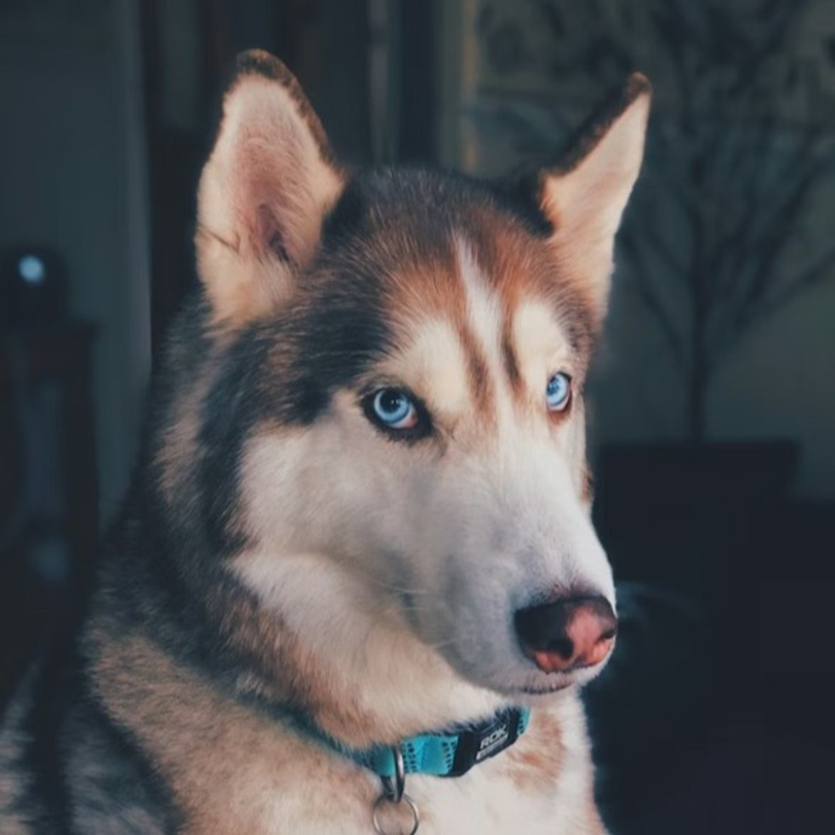 Dosierung und Verwendung von FLEXI SNACK nach dem Gewicht des Hundes