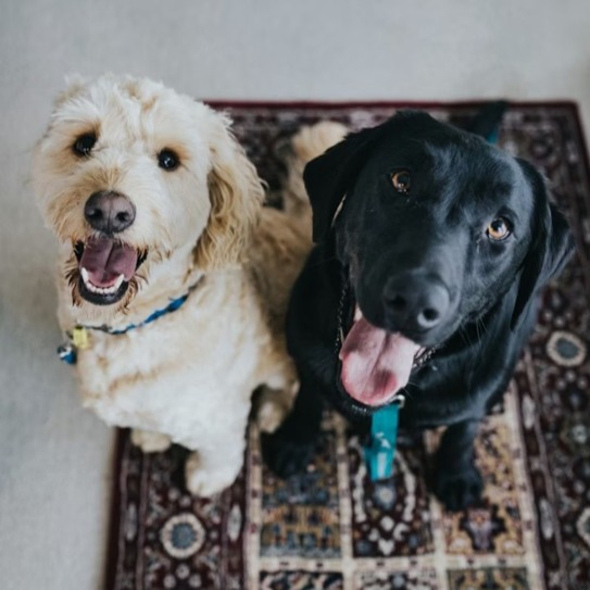 Dosierung und Lagerung von IMUNITY SNACK nach Hundegewicht