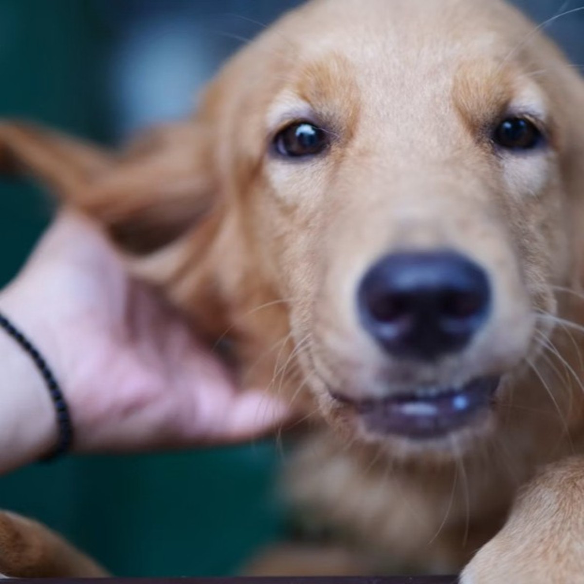 SkinPET Aural Gel 60 g als Bestandteil der häuslichen Ohrenpflege bei Hunden und Katzen