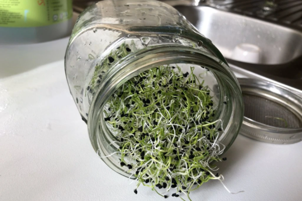 Microgreens, nebo klíčky? Vypěstujte si vitamíny na parapetu