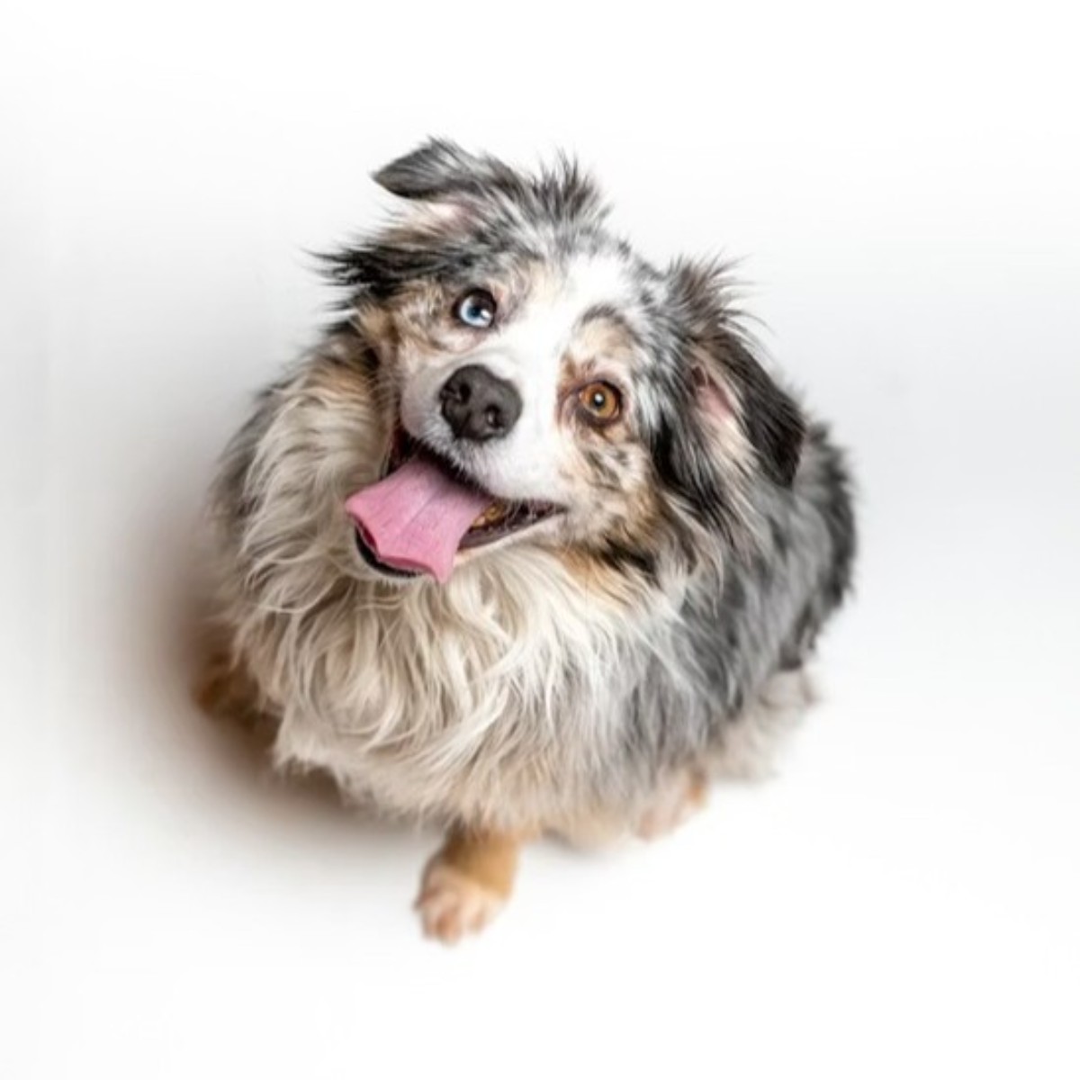 Dávkování Energy Nutrivet podle hmotnosti zvířete