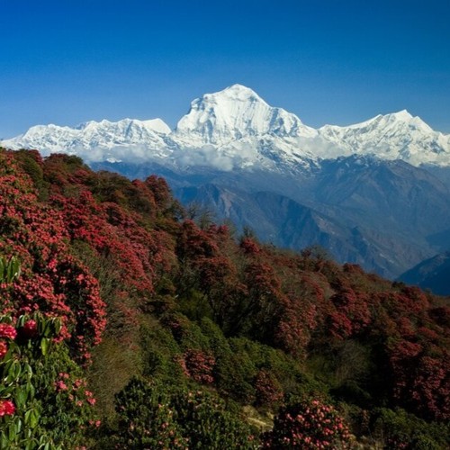 Podpora imunity Tibet Imun