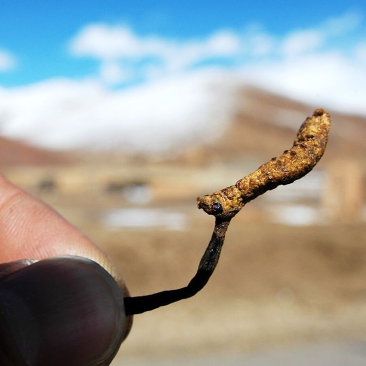Cordyceps pro energii a výkon