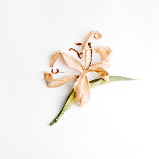 Použití mleté vanilky Sonnentor