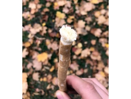 Siwak Miswak přírodní kartáček na zuby z kořene stromu Salvadora perská