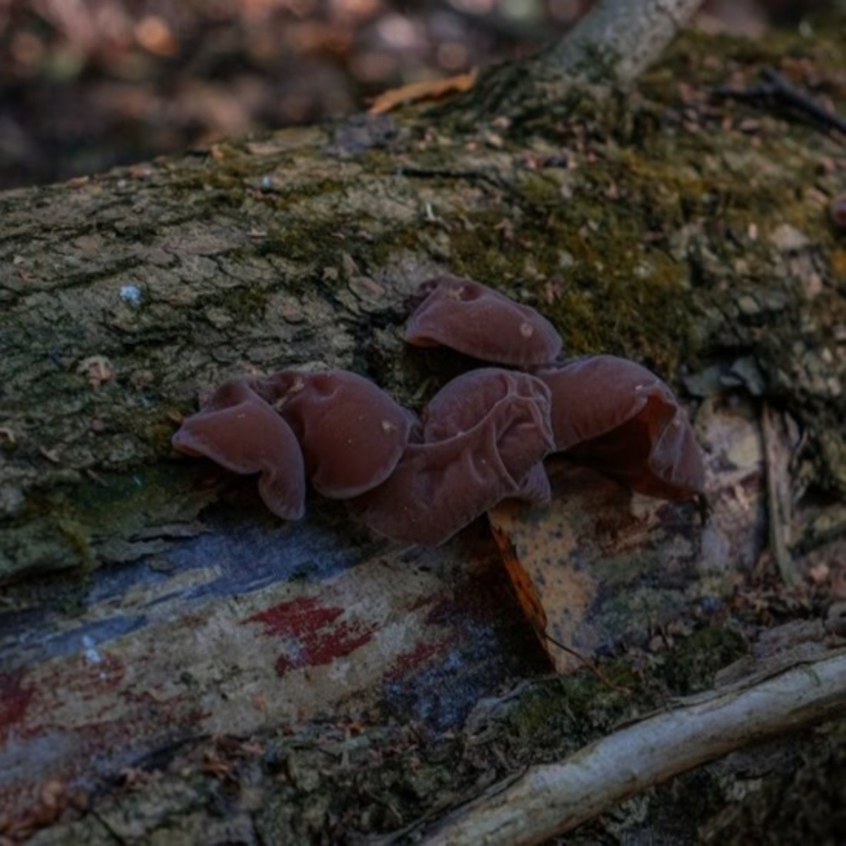 Energy MYCOPULM 90 kapslí (obrázek 3)