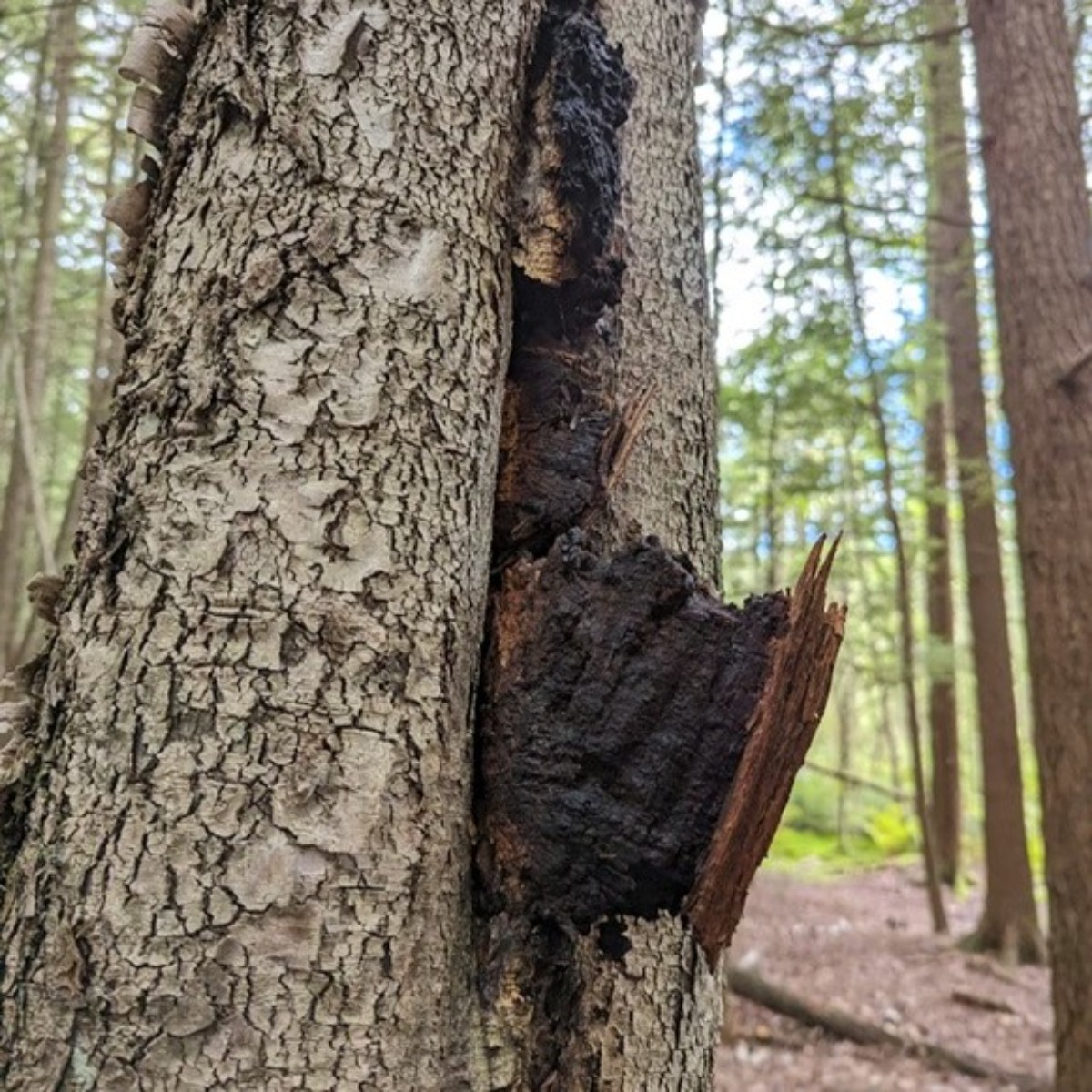 Az Energy Mycopan adagolása: 1 kapszula naponta 3x, 3 hetes ciklussal és szünettel