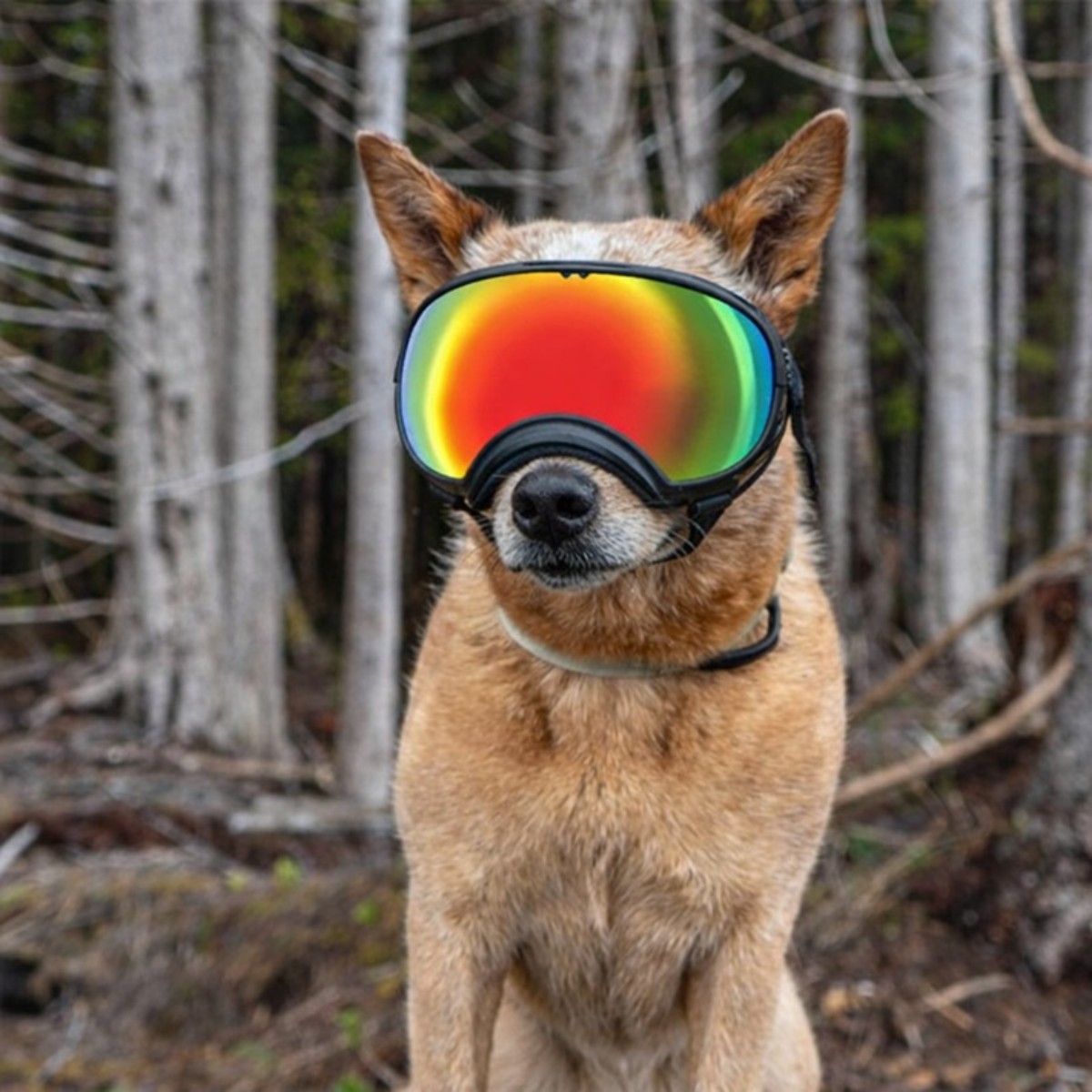 A Rex Specs V2 Red Mirror pót lencsék sokoldalú használata