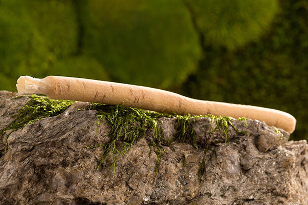 Siwak: 3 secrete ale periuței de dinți naturale
