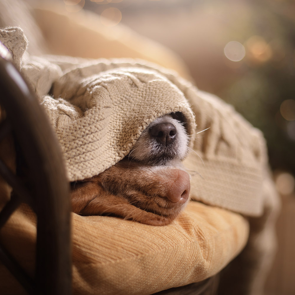 PRO-VET No Stress – suport natural împotriva stresului