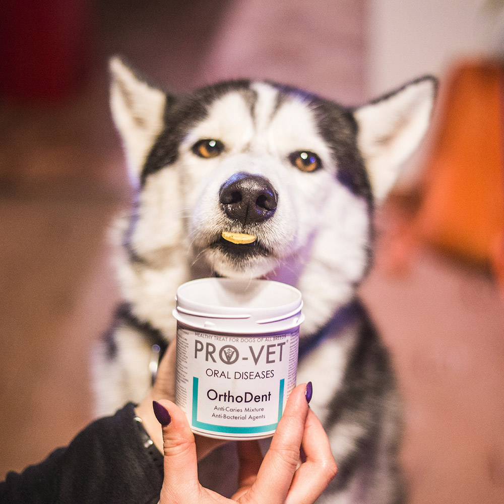 Administrare ușoară PRO-VET Orthodent