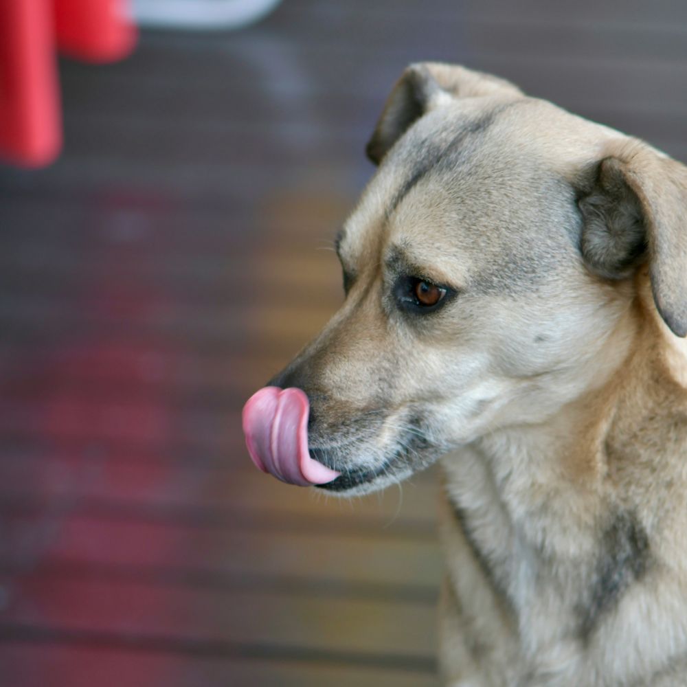 PRO-VET pastile pentru câini