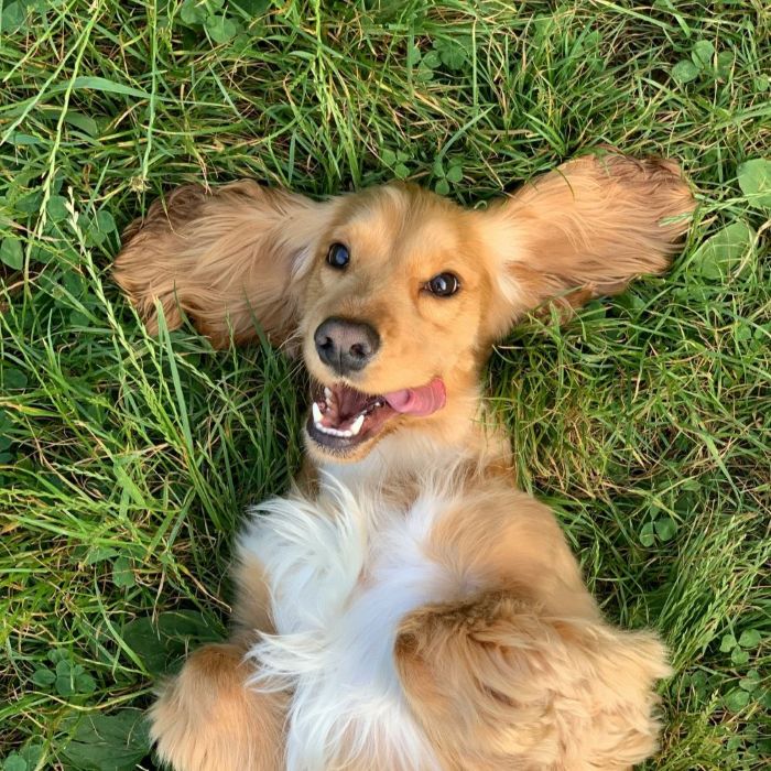 Dozare pastile PRO-VET