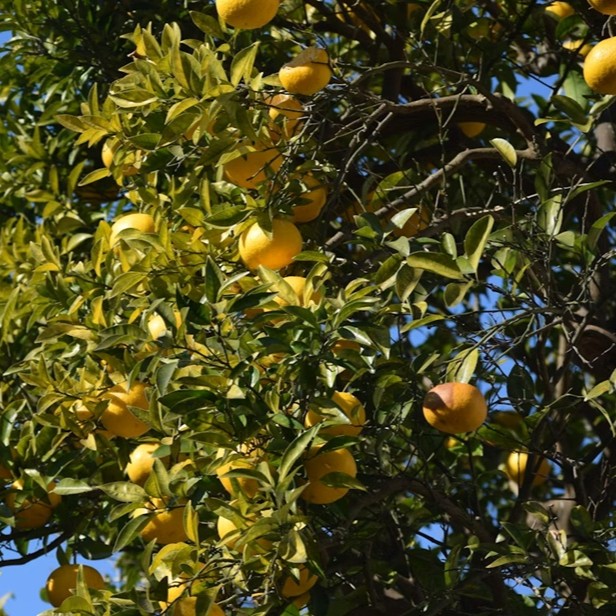 Tradičné kórejské spracovanie yuzu