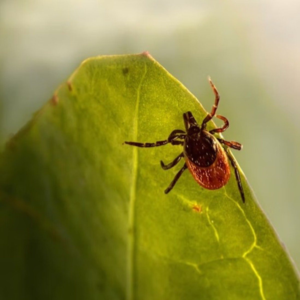 NaturRepel zloženie s esenciálnymi olejmi a aplikácia na suchý odev