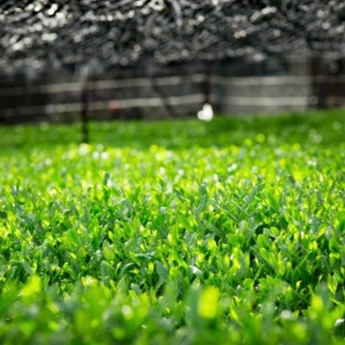 Japonské čajové plantáže v Aiči